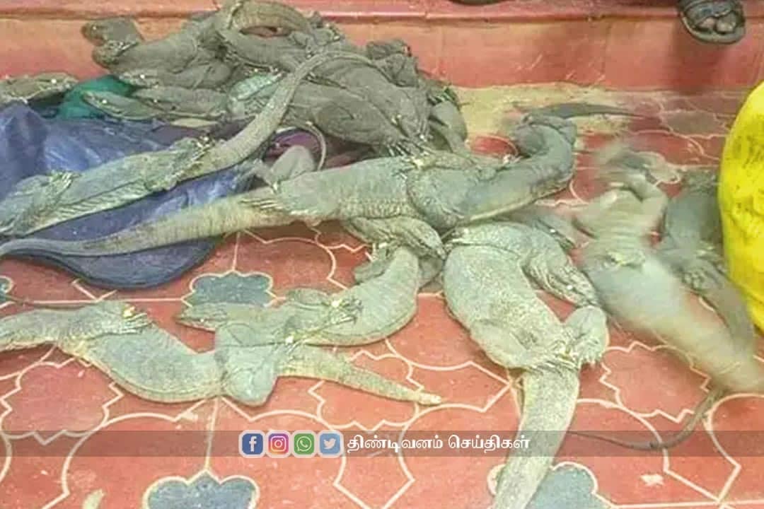 The forest department arrested two people catching monitor lizards
