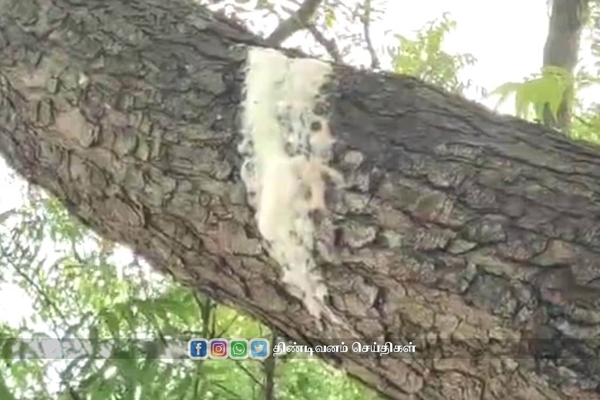 milk-coming-from-neem-tree-at-mailam