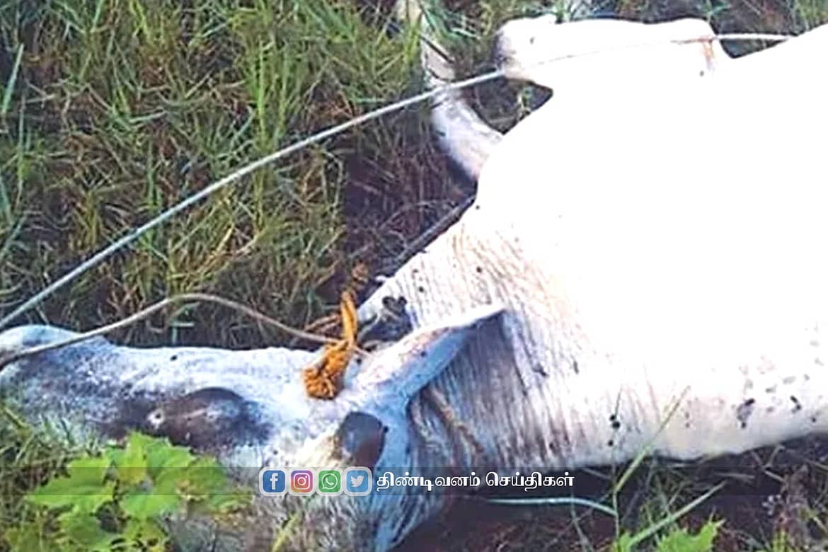 உயரழுத்த மின்கம்பி அறுந்து விழுந்து பசுமாடு பலி Cow died in electric shock at melpakkam village near tindivanam