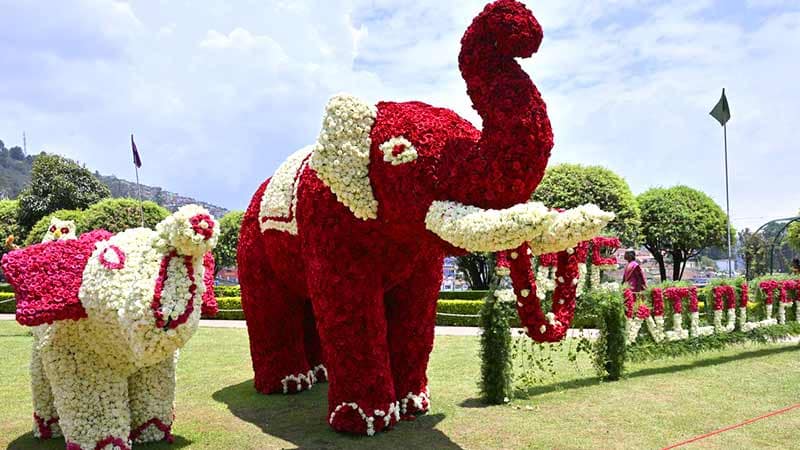 ஊட்டியில் டிஸ்னி வேர்ல்டு - தாவரவியல் பூங்கா மலர் கண்காட்சி 6 cute elephant photos in ooty flowers show